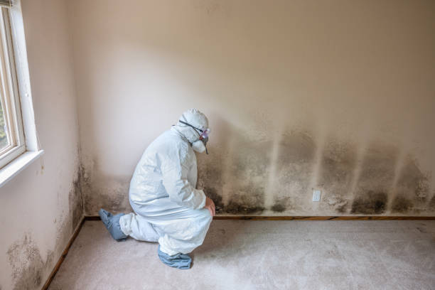 Best Basement Mold Removal  in Marion, MS